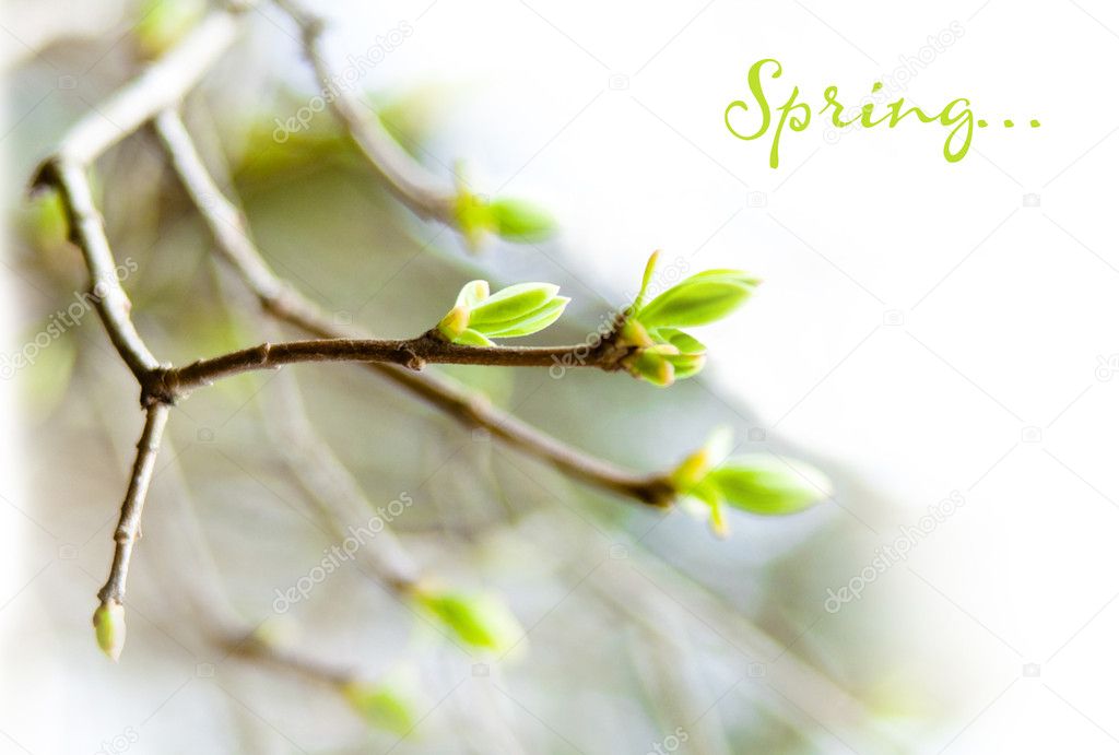 The first spring gentle leaves, buds and branches macro backgrou