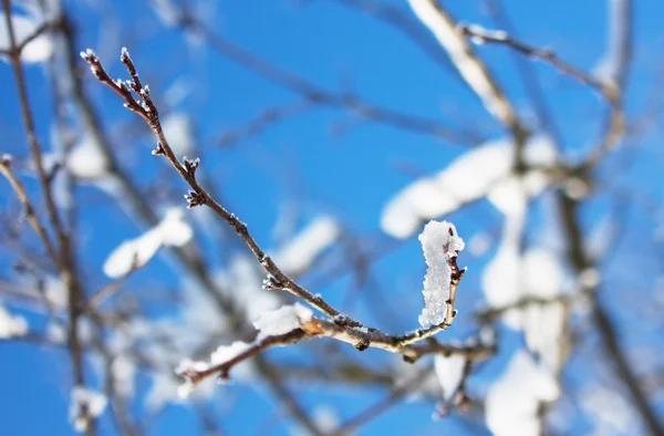 Rami di alberi ghiacciati in inverno — Foto Stock