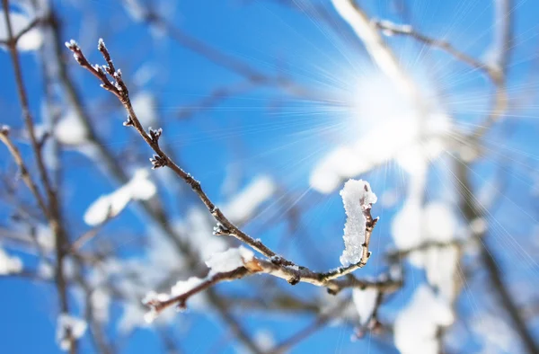 Ramos de árvores geladas no inverno — Fotografia de Stock