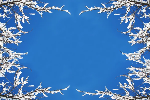 Rami di alberi e neve — Foto Stock