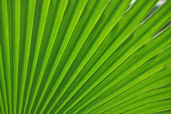 stock image Fresh leaf