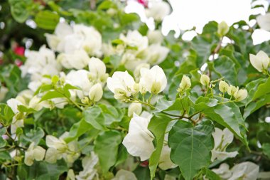 Beyaz bougainvillea çiçek