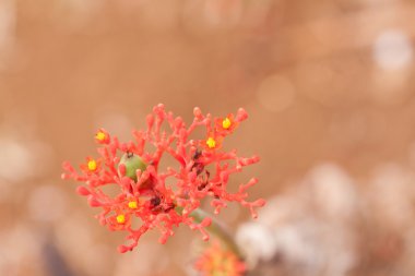 Macro shot of jatropha plant(Buddha belly plant) clipart