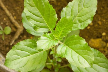 Mehmet bitki, kutsal fesleğen (ocimum tenuiflorum makro çekim)