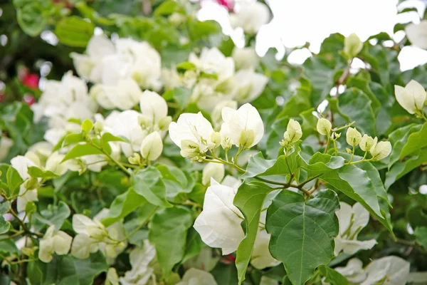 White bougainvillea in bloom — Stock Photo, Image