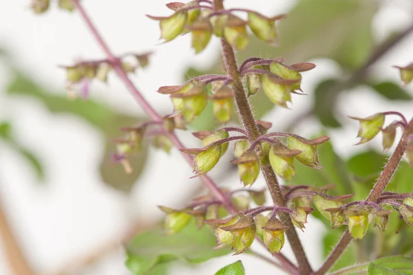 Макро-снимок цветущего растения Тулси . — стоковое фото