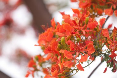 Le Flamboyant (Royal Poinciana)