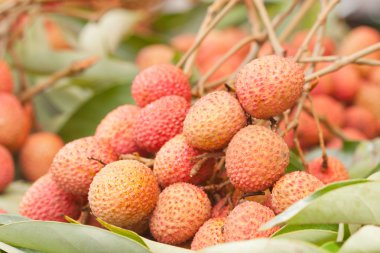 Bunch of ripe litchi clipart