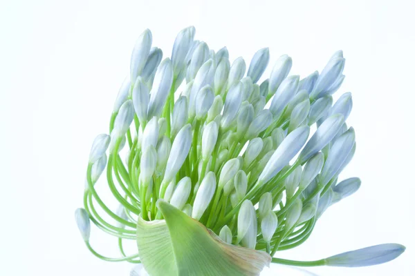 Stock image African Lily