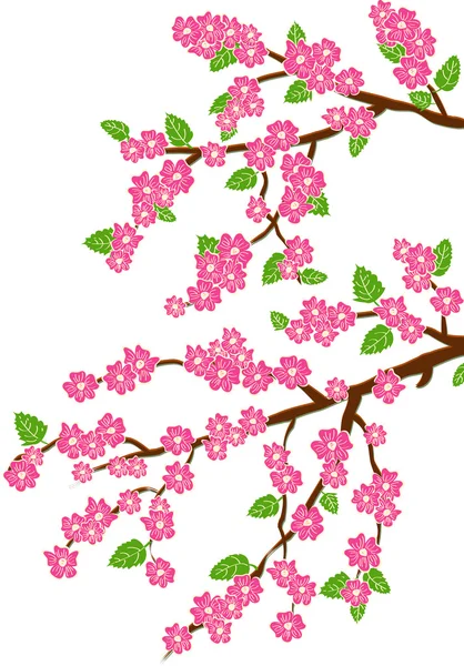 Sfondo con fiore di ciliegio — Vettoriale Stock