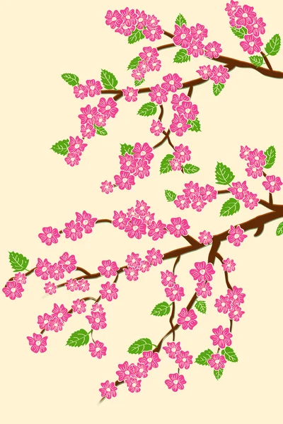 Hintergrund mit Kirschblüte — Stockvektor