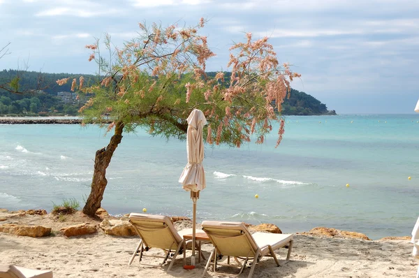 Transats et arbre en fleurs sur une plage de l'hôtel de luxe moderne , — Photo