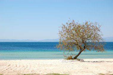 Tree on a beach at the luxury hotel, Thassos island, Greece