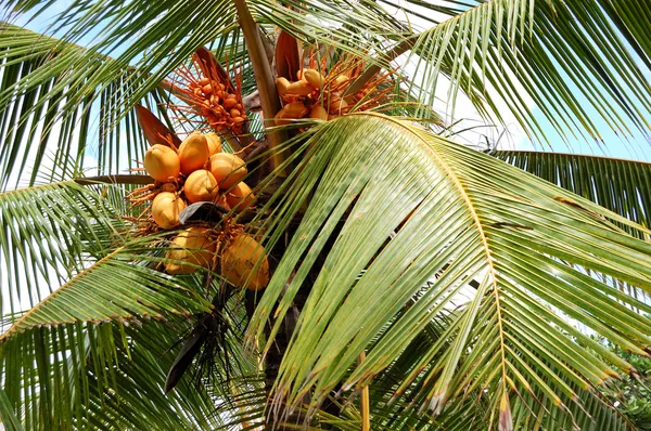 Cosecha de la palma de coco con frutos amarillos, Bentota, Sri Lan —  Fotos de Stock