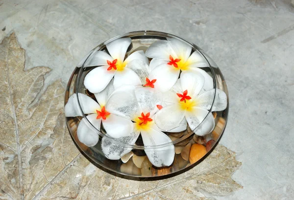 Jasmin bloemen als decoratie van de spa, bentota, sri lanka — Stockfoto
