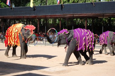 Pattaya, thailand - 7 september: de beroemde olifant in niet weergeven