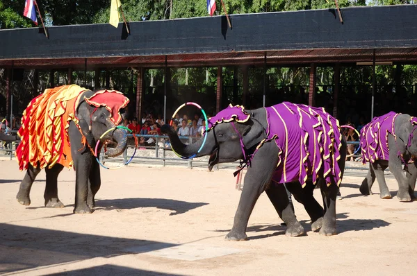 Pattaya, Tajlandia - 7 września: show w nie znanych słoń — Zdjęcie stockowe