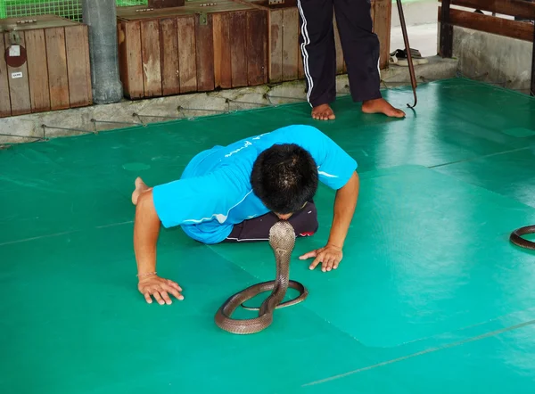 stock image PHUKET, THAILAND - SEPTEMBER 14: The famous Snake Show in Snake