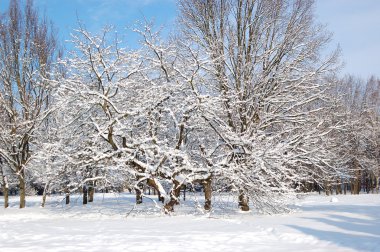 oleksandriya park, bila tserkva, ukra karla kaplı ağaçlar