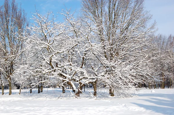 Stock image Trees covered with snow in Oleksandriya Park, Bila Tserkva, Ukra