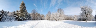 The panorama of trees covered with snow in Oleksandriya Park , B clipart