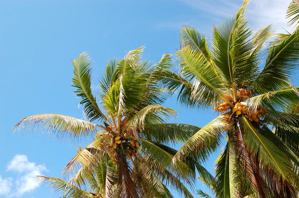 Cosecha de la palma de coco con frutos amarillos, Bentota, Sri Lan —  Fotos de Stock