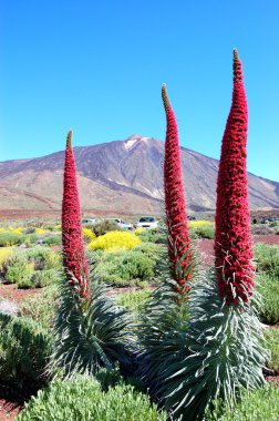 Echium wildpretii plant also known as tower of jewels, red buglo clipart