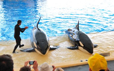 Tenerife Adası, İspanya - 26 Mayıs: orcas loro parque o da göstermek