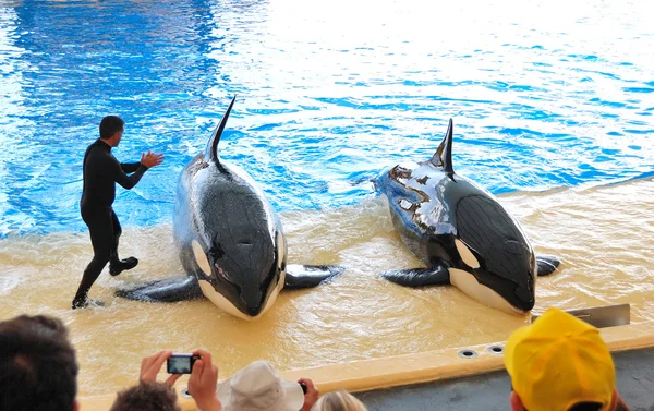 TENERIFE ISLAND, SPAIN - MAY 26: The Orcas show in Loro Parque o — Stock Photo, Image