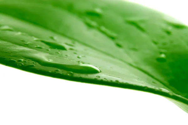 Vackert grönt löv med droppar vatten — Stockfoto