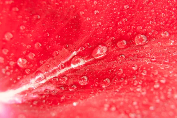 Rose petal with drops — Stock Photo, Image