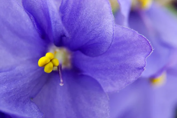 Flores de violetas perto — Fotografia de Stock