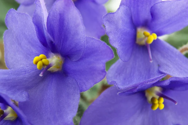 Flores de violetas perto — Fotografia de Stock