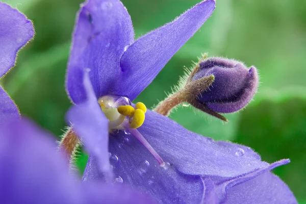 Violettes fleur avec gouttes d'eau gros plan — Photo