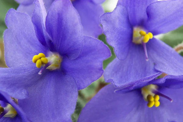 Flores de violetas perto Fotos De Bancos De Imagens