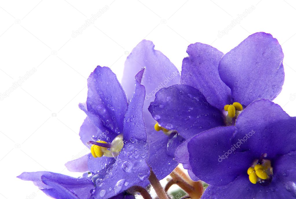 Violets flowers with water drops
