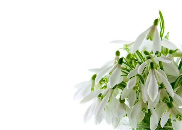 Snowdrops isolated on a white — Stock Photo, Image