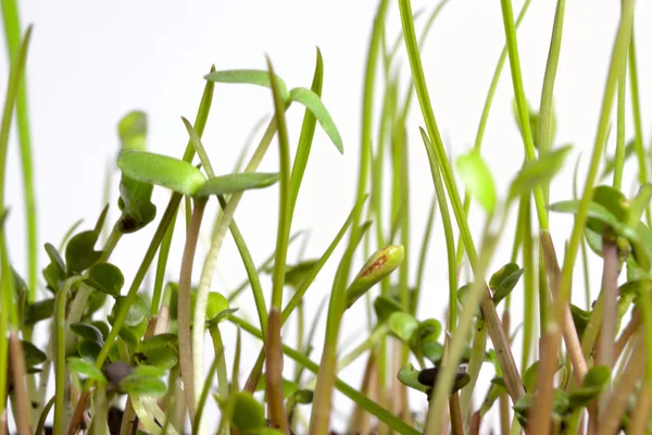 stock image Sprout