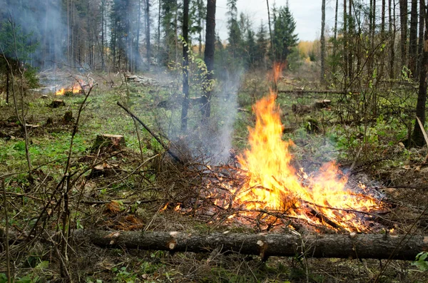 Ormanda yangın — Stok fotoğraf