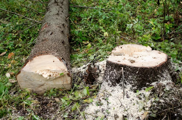 stock image Felling tree