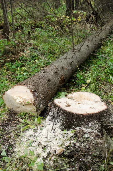 Felling tree — Stock Photo, Image