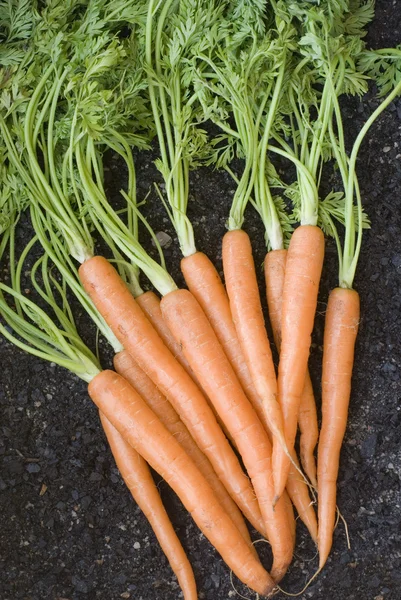 Bundt friske gulerødder - Stock-foto