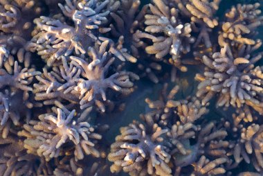 Sarcophyton corals clipart