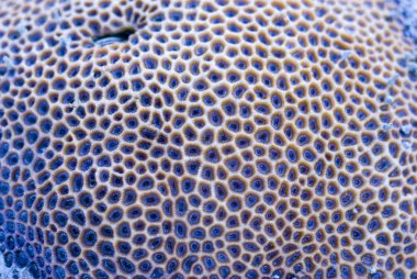 Goniastrea star corals clipart