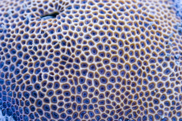Goniastrea star corals — Stock Photo, Image