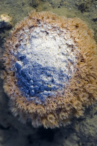 Boulder coral — Stock Photo, Image