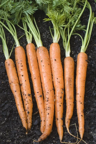 Свіжі видобуваються морква — стокове фото