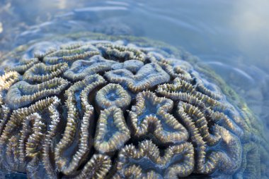 Brain coral clipart