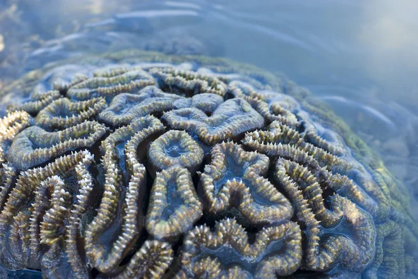 Stock image Brain coral