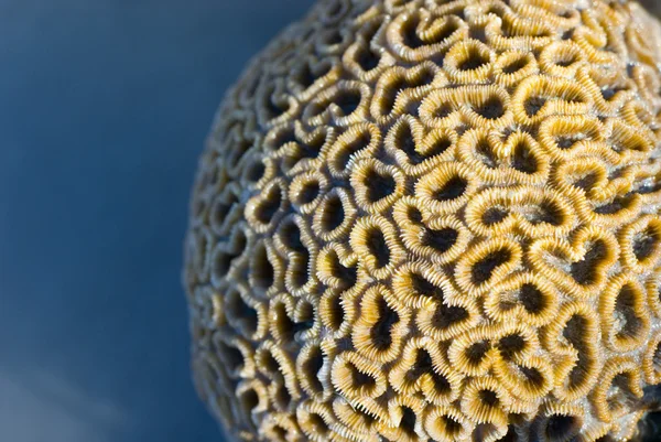 Star coral Dichocoenia — Stock Photo, Image